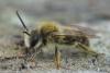 Andrena humilis